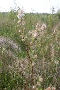 Salix-repens-02-06-2012-6666