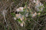 Salix-repens-02-06-2012-6671