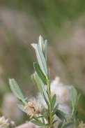 Salix-repens-02-06-2012-6679