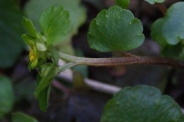 Chrysosplenium-alternifolium-23-03-2011-6185
