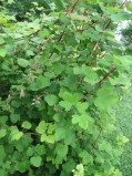 Ribes-nigrum