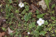 Saxifraga-granulata-11-05-2010-8123