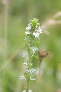 Euphrasia-nemorosa-21-08-2011-4770