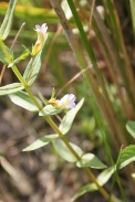 Gratiola-officinalis-15-06-2011-9750