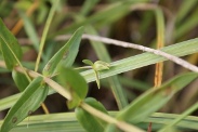 Gratiola-officinalis-29-06-2011-0706