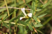 Gratiola-officinalis-29-06-2011-0709