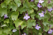 Linaria-cymbalaria-18-06-2009-5232