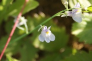 Linaria-repens-11-09-2010-5145