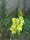 Linaria-vulgaris-4