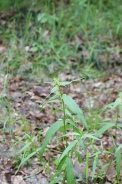 Melampyrum-pratense-16-05-2009-2282