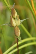 Rhinanthus-minor-07-07-2009-8825