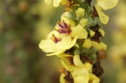 Verbascum-nigrum-27-07-2010-3008