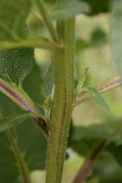 Verbascum-nigrum-27-07-2010-3020