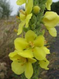 Verbascum-thapsus-03-09-2008-4175