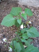 Solanum-nigrum-13-09-2008-053