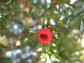 Taxus-baccata-13-09-2008-044