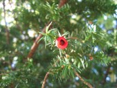 Taxus-baccata-13-09-2008-045
