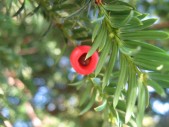 Taxus-baccata-13-09-2008-047