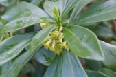 Daphne-laureola-27-03-2009-648