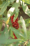 Daphne-mezereum-01-07-2009-7160