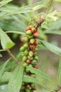 Daphne-mezereum-06-06-2009-3727