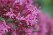 Centranthus-ruber-27-05-2009-2672