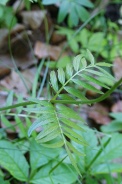 Valeriana-officinalis-30-05-2009-3333