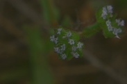 Valerianella-locusta-03-05-2009-1695