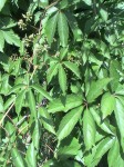 Parthenocissus-quinquefolia-01-07-2008
